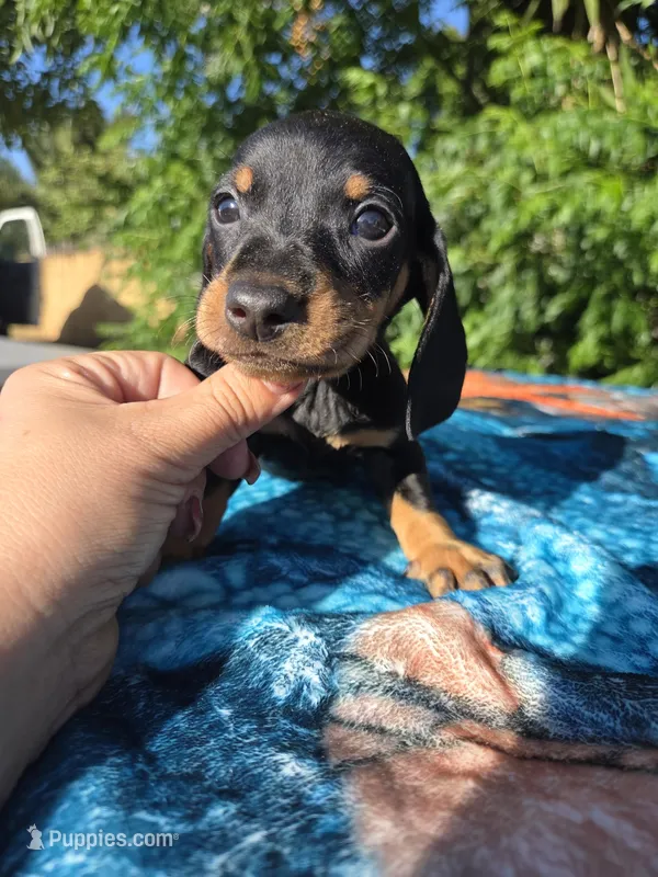 Winston – Dachshund puppy for sale in Garden Grove, CA