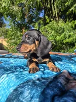 Winston, a male Dachshund for sale in Garden Grove, CA – Photo 4 of 4
