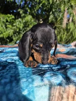 Winston, a male Dachshund for sale in Garden Grove, CA – Photo 2 of 4