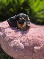 Lola, a female Miniature Dachshund for sale in Garden Grove, CA – Photo 2 of 2