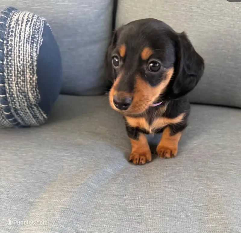 Lola – Dachshund puppy for sale in Garden Grove, CA