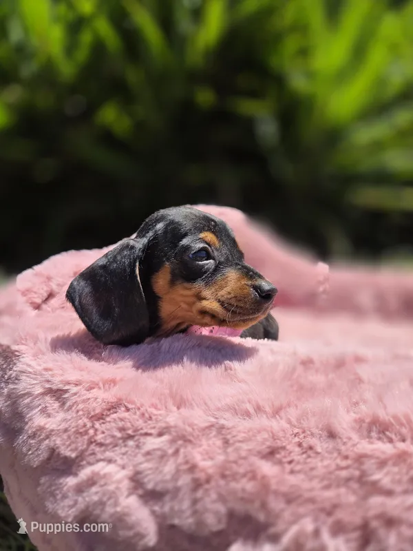 Lola – Miniature Dachshund puppy for sale in Garden Grove, CA