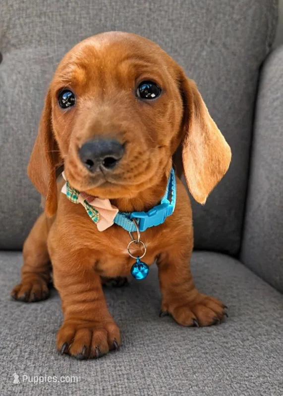 Buddy – Miniature Dachshund puppy for sale in Garden Grove, CA