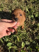 Chesse, a male Dachshund for sale in Garden Grove, CA – Photo 4 of 4