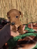 Chesse, a male Dachshund for sale in Garden Grove, CA – Photo 1 of 4