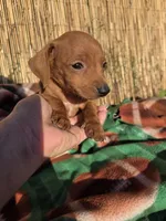 Chesse, a male Dachshund for sale in Garden Grove, CA – Photo 2 of 4