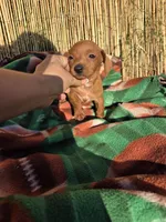 Chesse, a male Dachshund for sale in Garden Grove, CA – Photo 3 of 4