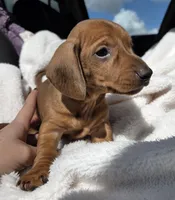 Buddy, a male Miniature Dachshund for sale in Fountain Valley, CA – Photo 2 of 3