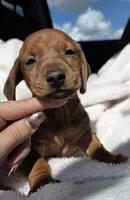 Buddy, a male Miniature Dachshund for sale in Fountain Valley, CA – Photo 1 of 3