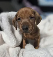 Buddy, a male Miniature Dachshund for sale in Fountain Valley, CA – Photo 3 of 3