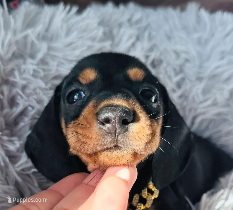 Charlie – Miniature Dachshund puppy for sale in Fountain Valley, CA