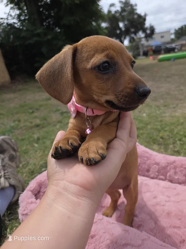 Cinnabon – Dachshund puppy for sale in Garden Grove, CA