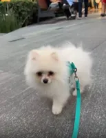 Pomeranian tea cup, a male Pomeranian for sale in Garden Grove, CA – Photo 2 of 2