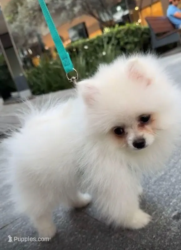 Pomeranian tea cup – Pomeranian puppy for sale in Garden Grove, CA