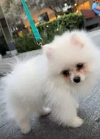 Pomeranian tea cup, a male Pomeranian for sale in Garden Grove, CA – Photo 1 of 2