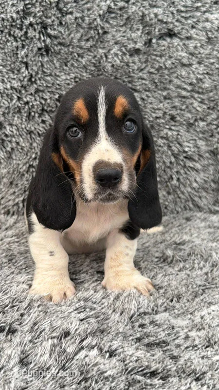 Layla – Basset Hound puppy for sale in Garden Grove, CA