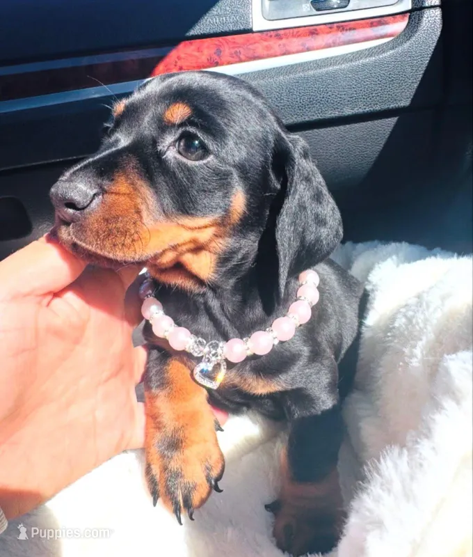 Luna – Miniature Dachshund puppy for sale in Garden Grove, CA