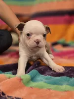 Shrek, a female Boston Terrier for sale in The Woodlands, TX – Photo 5 of 8