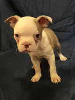 AKC- Shrek, a male Boston Terrier for sale in The Woodlands, TX – Photo 1 of 10