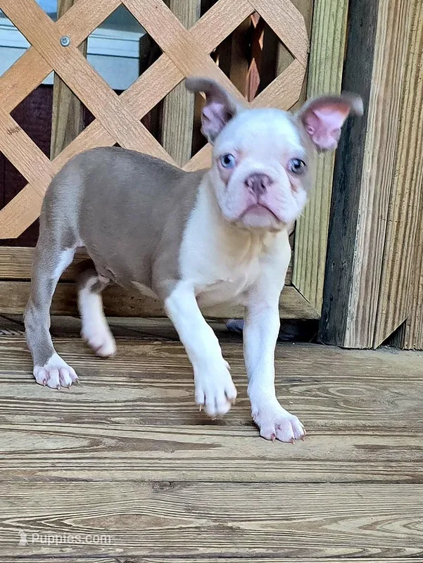 AKC- Shrek – Boston Terrier puppy for sale in The Woodlands, TX