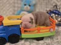 Shrek, a female Boston Terrier for sale in The Woodlands, TX – Photo 8 of 8