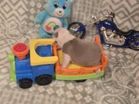 Shrek, a female Boston Terrier for sale in The Woodlands, TX – Photo 6 of 8