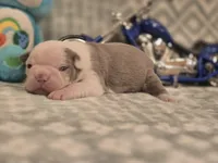 Shrek, a female Boston Terrier for sale in The Woodlands, TX – Photo 7 of 8