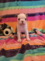 Shrek, a female Boston Terrier for sale in The Woodlands, TX – Photo 1 of 8