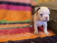 Shrek, a female Boston Terrier for sale in The Woodlands, TX – Photo 2 of 8