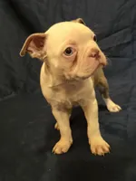 AKC- Shrek, a male Boston Terrier for sale in The Woodlands, TX – Photo 2 of 10