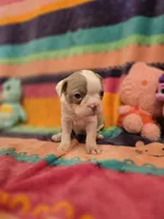 AKC- Sissy, a female Boston Terrier for sale in The Woodlands, TX – Photo 2 of 9