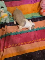 AKC- Sissy, a female Boston Terrier for sale in The Woodlands, TX – Photo 5 of 9