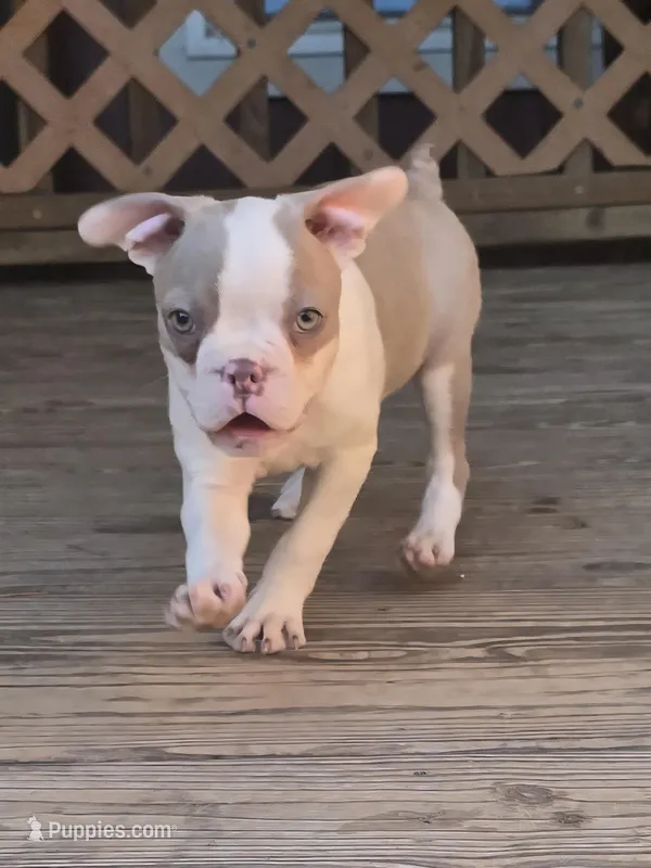 AKC- Sissy – Boston Terrier puppy for sale in The Woodlands, TX