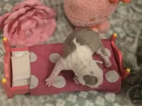 AKC- Sissy, a female Boston Terrier for sale in The Woodlands, TX – Photo 6 of 9