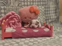 AKC- Sissy, a female Boston Terrier for sale in The Woodlands, TX – Photo 8 of 9