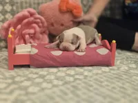 AKC- Sissy, a female Boston Terrier for sale in The Woodlands, TX – Photo 7 of 9