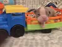 AKC- Lord, a female Boston Terrier for sale in The Woodlands, TX – Photo 4 of 6