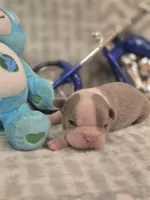 AKC- Lord, a female Boston Terrier for sale in The Woodlands, TX – Photo 5 of 6