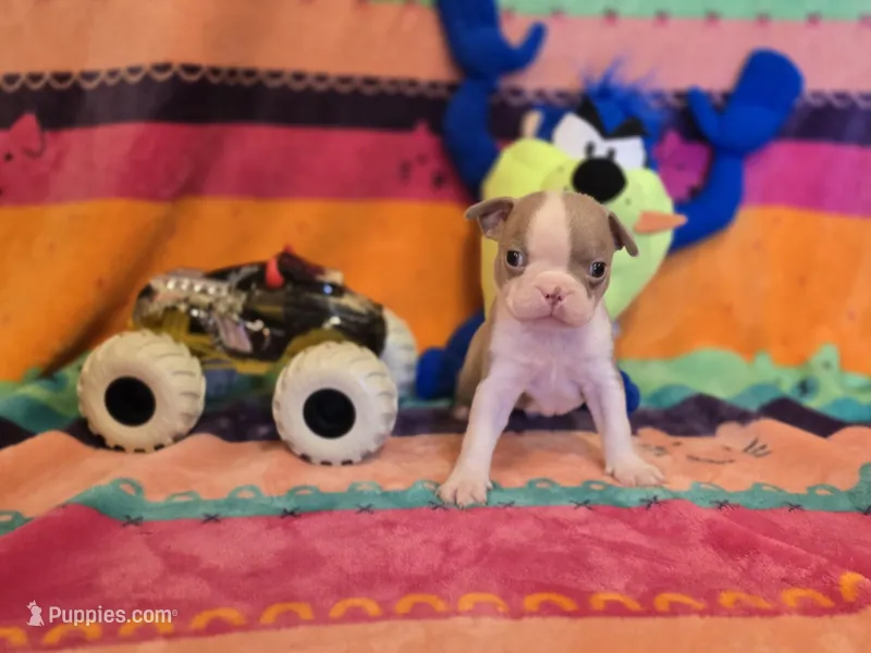 AKC- Lord, a female Boston Terrier for sale in The Woodlands, TX – Photo 1 of 6