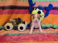 AKC- Lord, a female Boston Terrier for sale in The Woodlands, TX – Photo 2 of 6