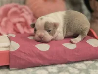 AKC- Fairy , a female Boston Terrier for sale in The Woodlands, TX – Photo 1 of 9