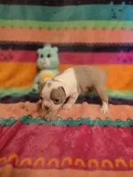 AKC- Fairy , a female Boston Terrier for sale in The Woodlands, TX – Photo 8 of 9