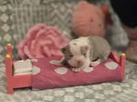 AKC- Fairy , a female Boston Terrier for sale in The Woodlands, TX – Photo 3 of 9