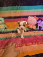 AKC- Fairy , a female Boston Terrier for sale in The Woodlands, TX – Photo 2 of 9