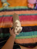 AKC- Fairy , a female Boston Terrier for sale in The Woodlands, TX – Photo 4 of 9