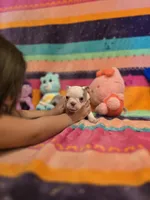 AKC- Fiona , a female Boston Terrier for sale in The Woodlands, TX – Photo 3 of 9