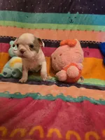 AKC- Fiona , a female Boston Terrier for sale in The Woodlands, TX – Photo 2 of 9