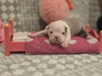 AKC- Fiona , a female Boston Terrier for sale in The Woodlands, TX – Photo 8 of 9