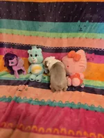 AKC- Fiona , a female Boston Terrier for sale in The Woodlands, TX – Photo 6 of 9