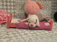 AKC- Fiona , a female Boston Terrier for sale in The Woodlands, TX – Photo 9 of 9